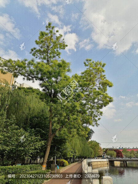 唯美樹(shù)木