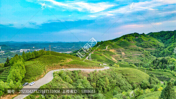 茶山茶園山頂公路