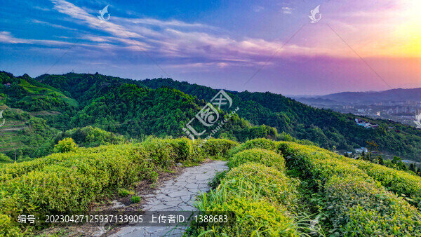 茶園茶山