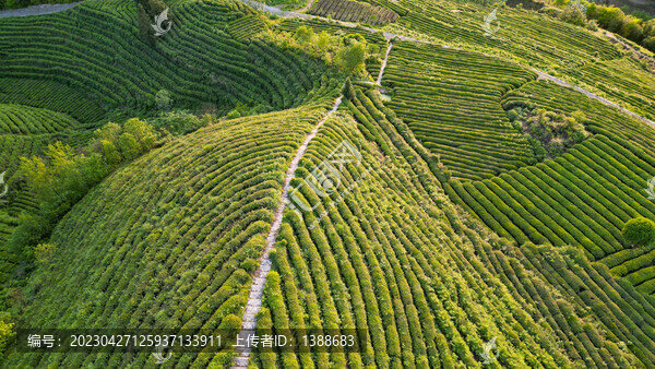 茶山棧道