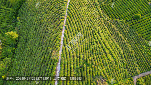 茶山棧道