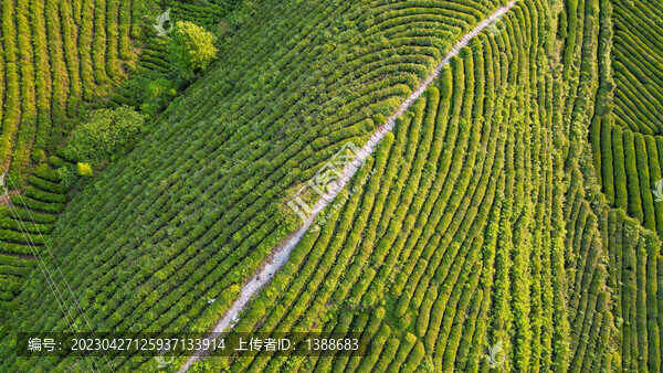 航拍茶園茶山