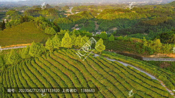 茶園茶山