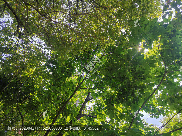 層次感極好的樹葉疊加效果