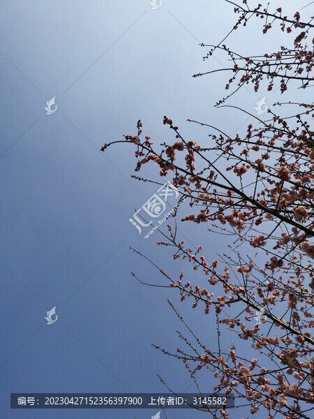 天空與梅花