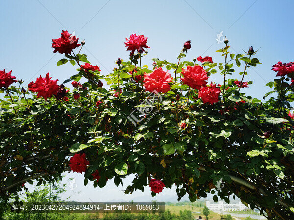月季花