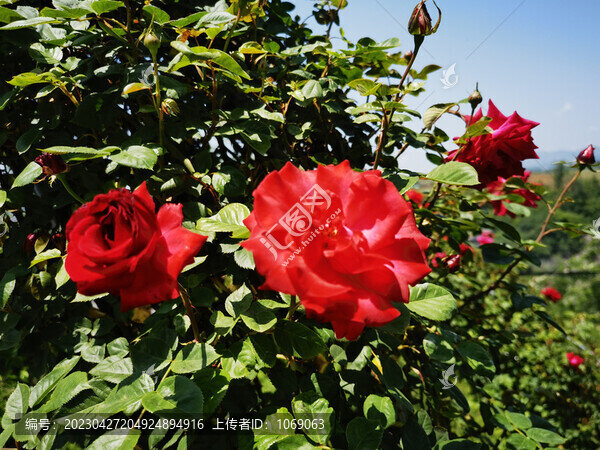 月季花
