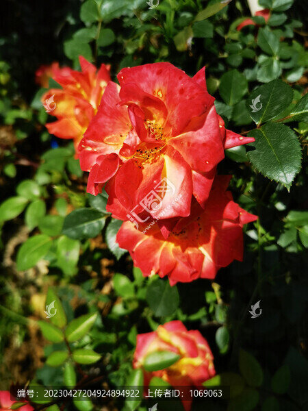 月季花