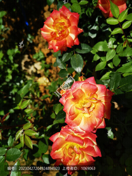 月季花