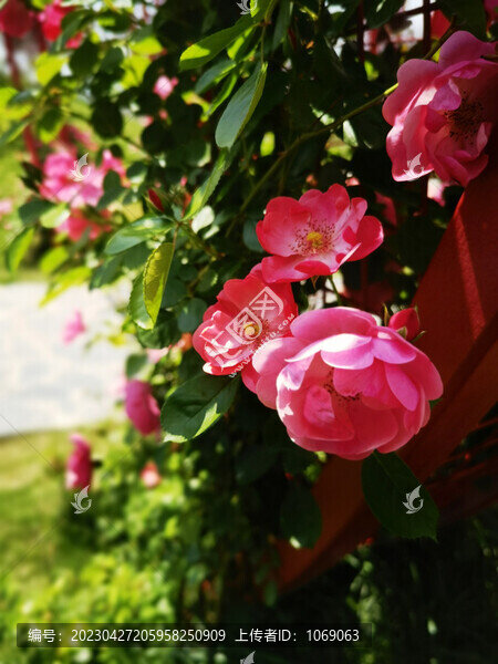 月季花