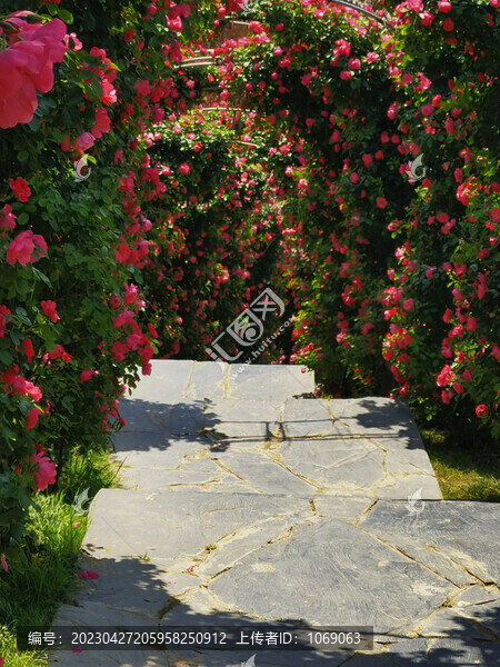 月季花