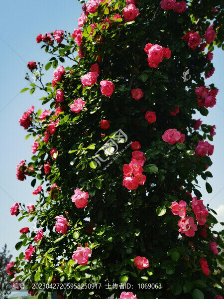 月季花