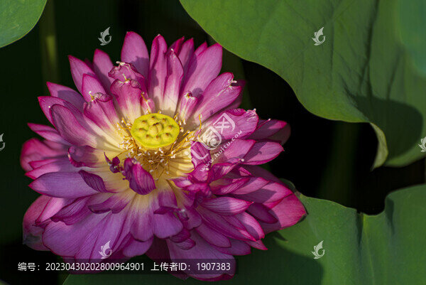 荷花