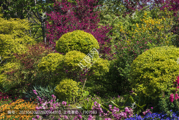 花圃花卉