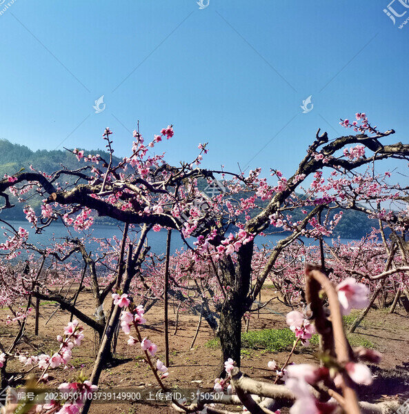 河口桃花