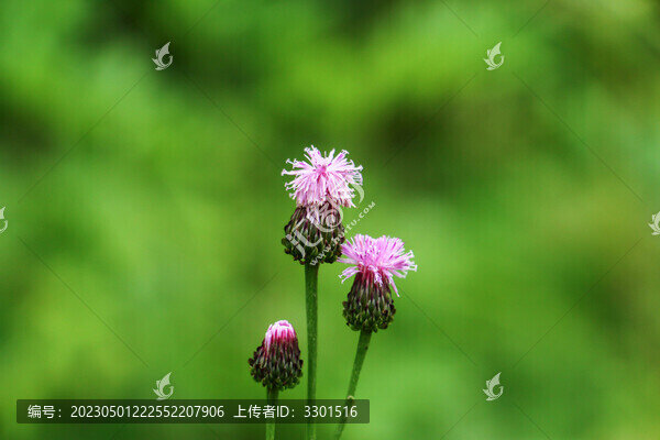 泥胡菜