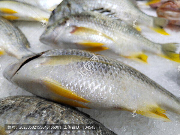 小黃花魚