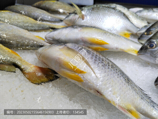 小黃花魚