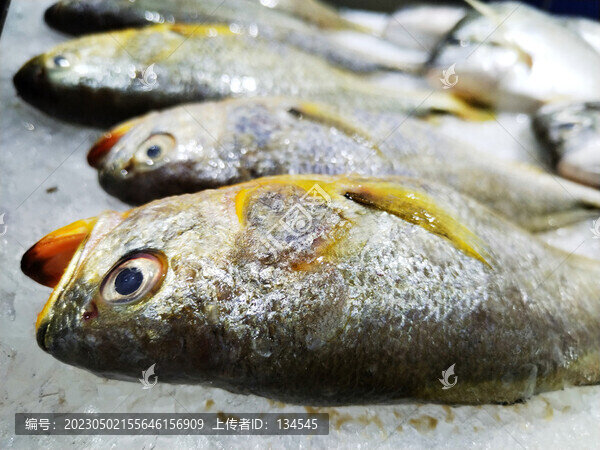 小黃花魚