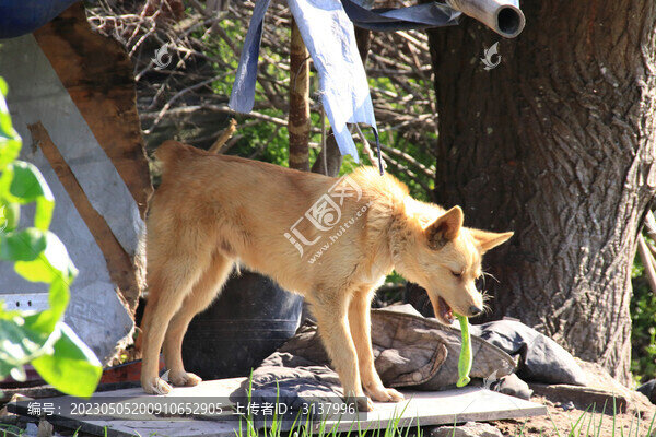 中華田園犬