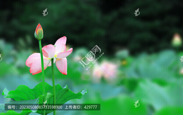 荷花園