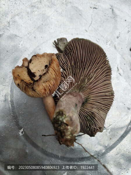 烏樅菌