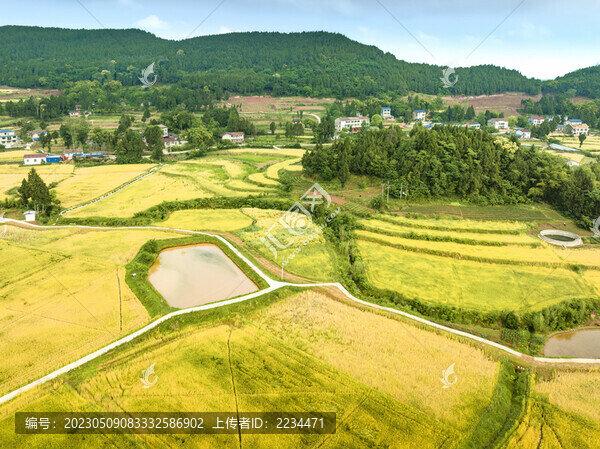 希望的田野