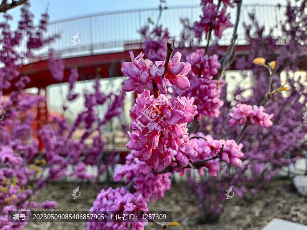 紫色的花