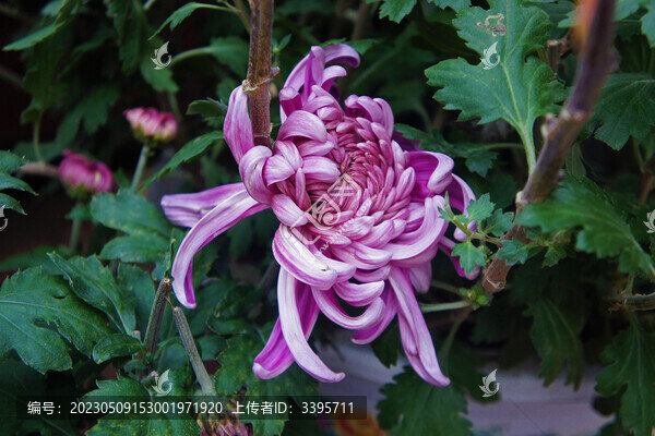 粉菊花