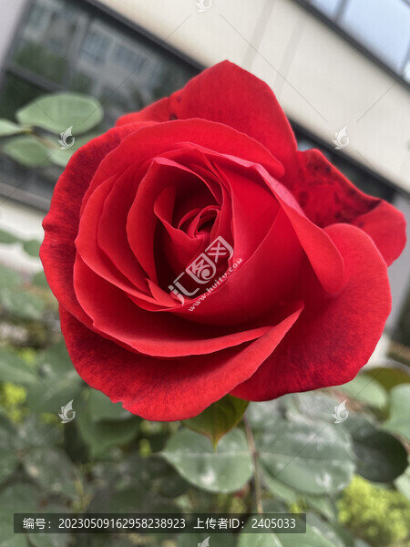 紅色月季薔薇