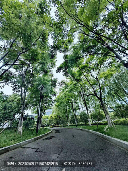 綠色森林廊道
