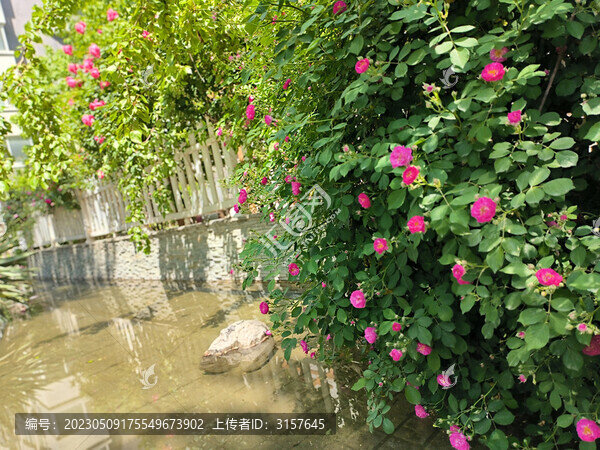 滿(mǎn)架薔薇一院香