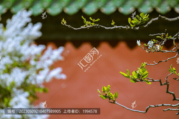 丁香
