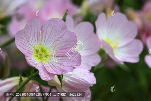 月見草
