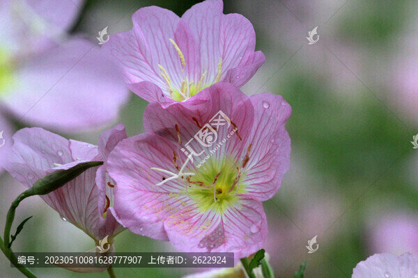 月見草
