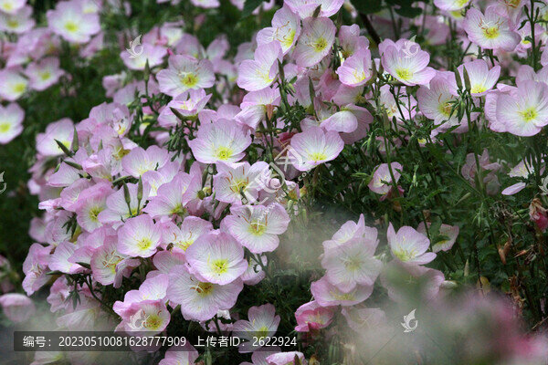 月見(jiàn)草