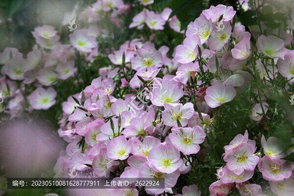 月見草
