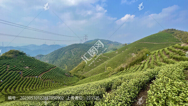 茶山