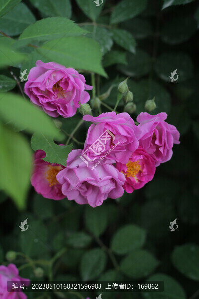 月季花