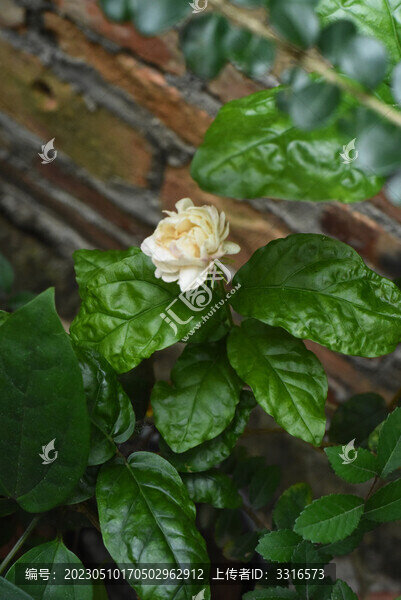 泰國茉莉花