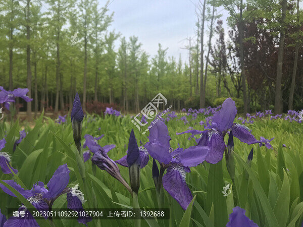 鳶尾花