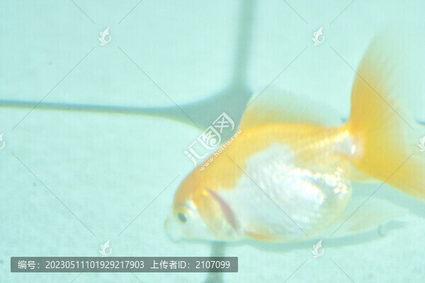 紅白泰獅