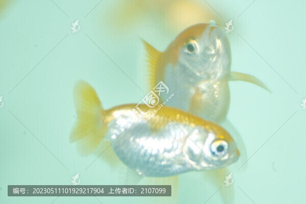 紅白泰獅