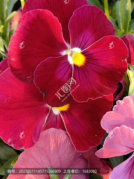 紅花