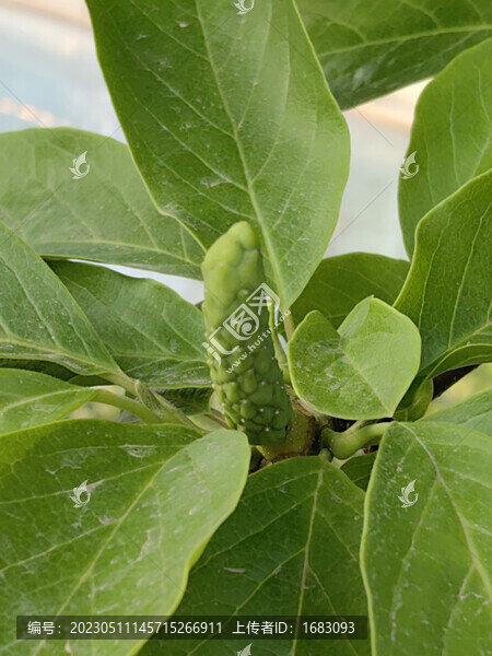綠葉