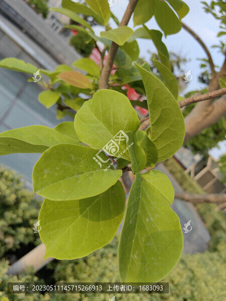 綠葉