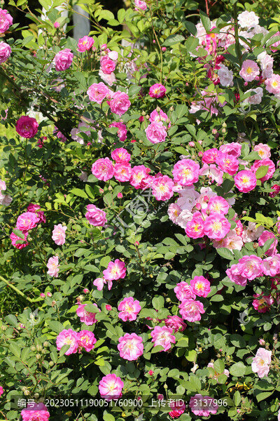 薔薇花叢