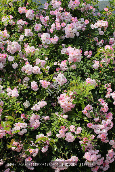 薔薇花墻素材背景