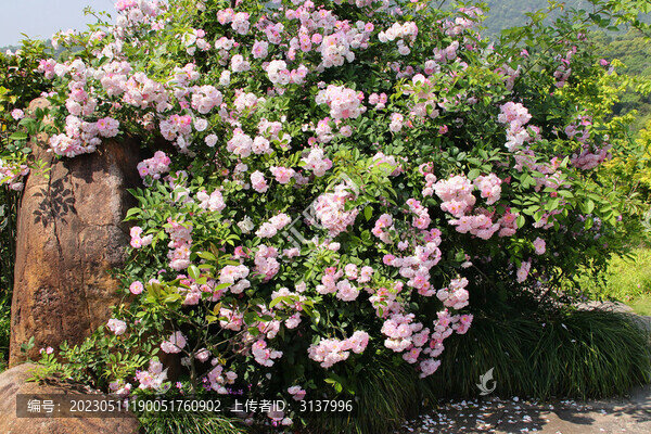 植物園薔薇花叢