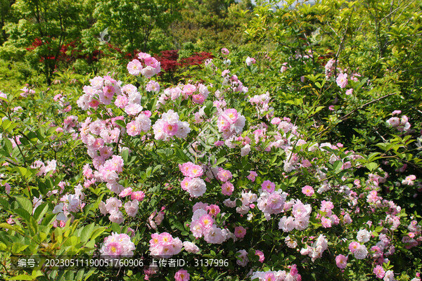 薔薇花叢素材